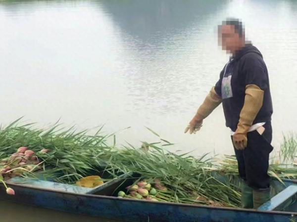 可靠的配资平台 云南一景区禁止采摘野生荷花：违法行为破坏了生态平衡